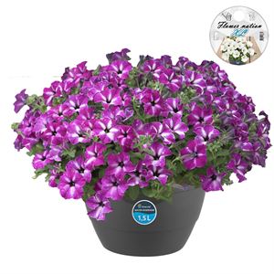 Afbeelding van HP27 Petunia Circus sky